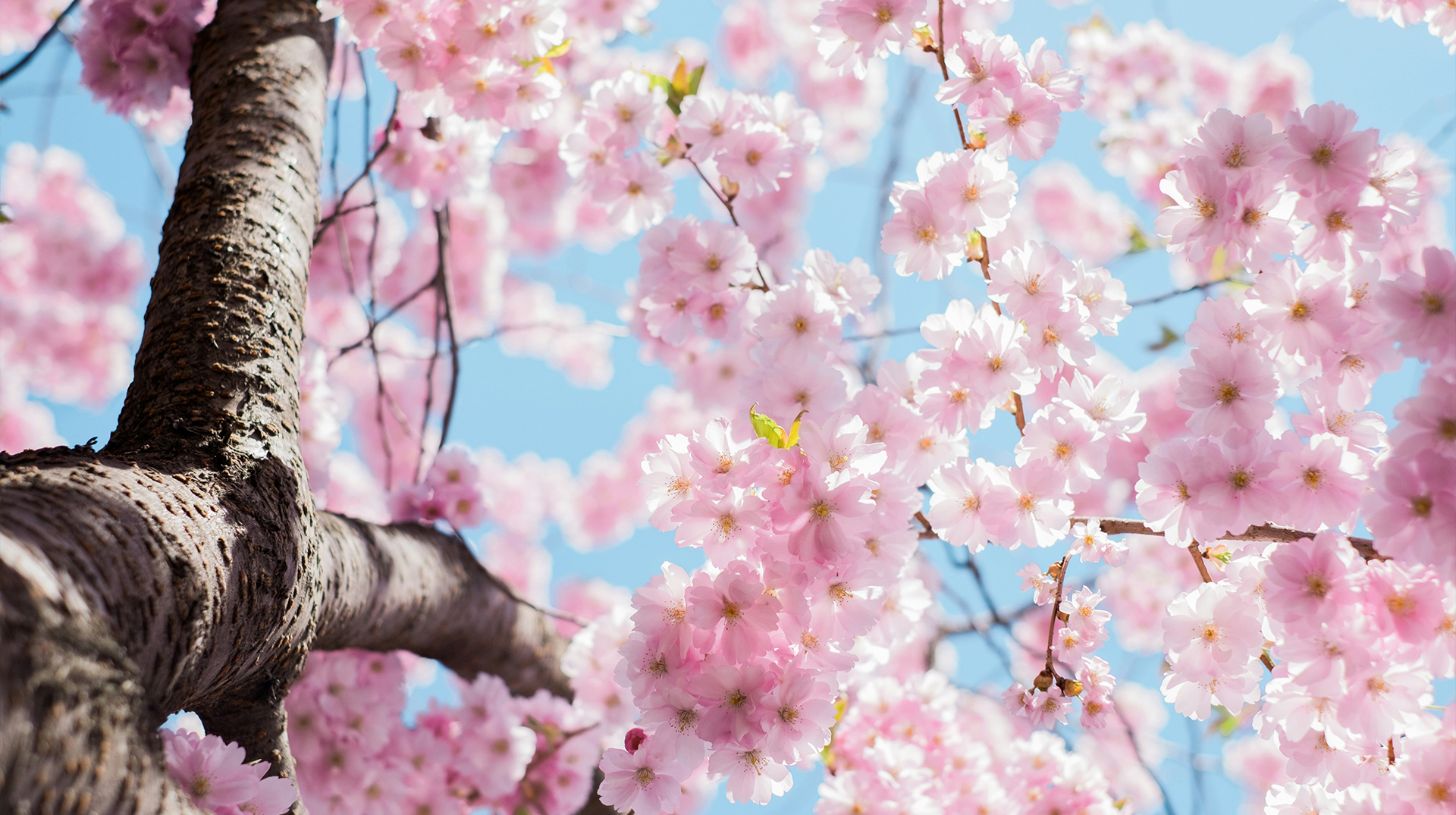 Welcome to Dreamer Nihongo Academy